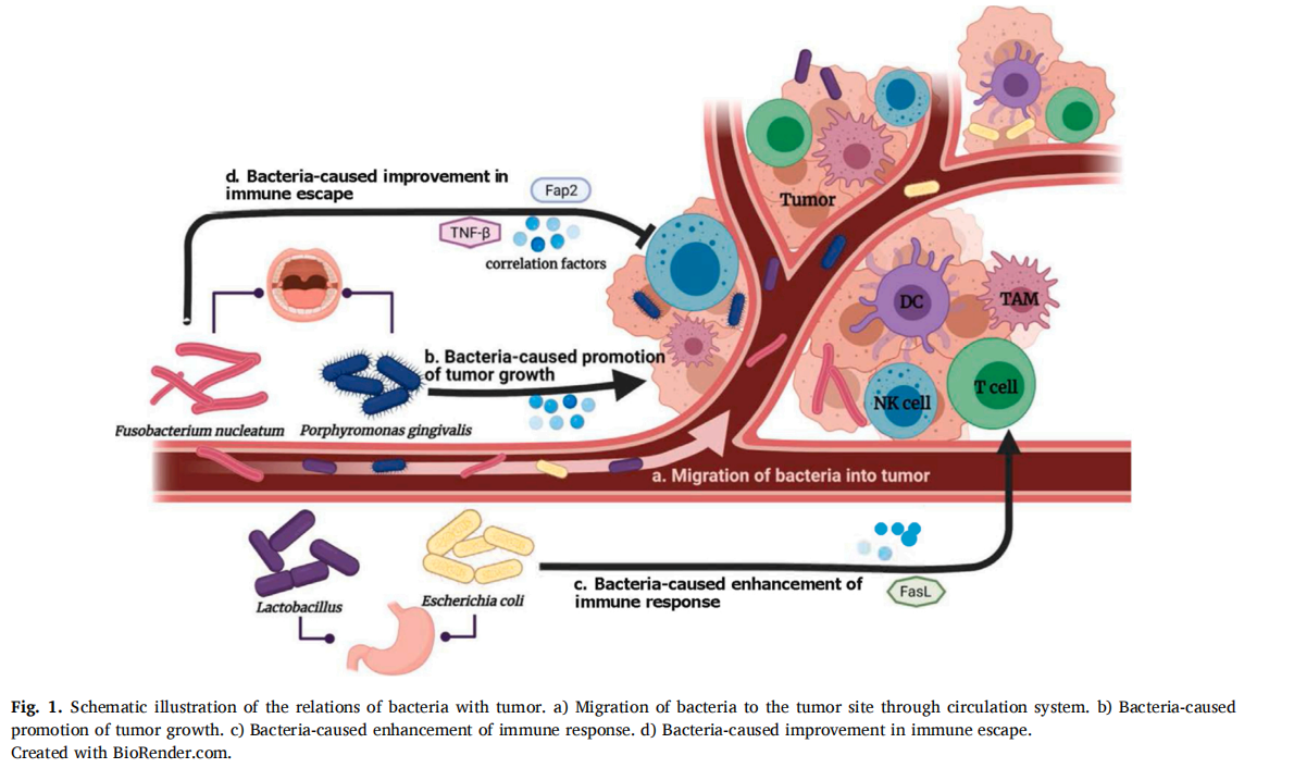 細(xì)菌與腫瘤的關(guān)系示意圖